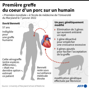 Des chirurgiens greffent le coeur d’un porc sur un humain avec succès Des chirurgiens greffent le coeur d’un porc sur un humain avec succès