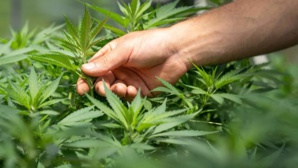 Selon une étude, le Cannabis pourrait protéger contre le Covid-19 Selon une étude, le Cannabis pourrait protéger contre le Covid-19