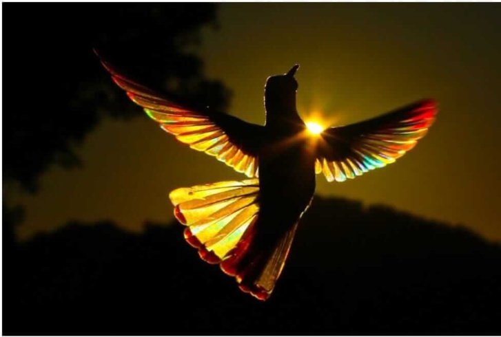 Clichés lauréats du Nature Photographer Awards 2021 Clichés lauréats du Nature Photographer Awards 2021