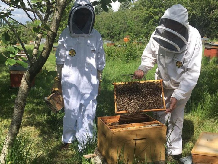Face à la disparition des abeilles qui ne faiblit pas, le gouvernement met le paquet Face à la disparition des abeilles qui ne faiblit pas, le gouvernement met le paquet