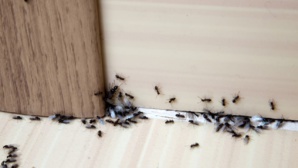 Astuces pour se débarrasser des fourmis dans la maison