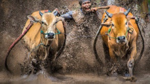 Le Pacu Jawi : Un sport pour qui promouvoit le taureau indonésien