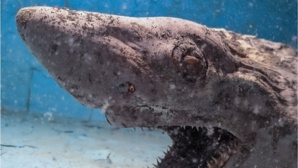 Un requin momifié découvert dans un aquarium abandonné en Espagne