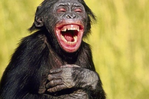 Le propre de l'homme Le propre de l'homme