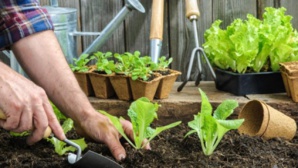 Jardin : que planter en avril au potager ? Jardin : que planter en avril au potager ?