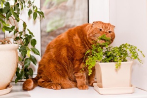 Ces 5 plantes d'intérieur sont toxiques pour vos chats Ces 5 plantes d'intérieur sont toxiques pour vos chats