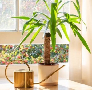 Ces 5 plantes d'intérieur sont toxiques pour vos chats Ces 5 plantes d'intérieur sont toxiques pour vos chats