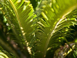 Ces 5 plantes d'intérieur sont toxiques pour vos chats Ces 5 plantes d'intérieur sont toxiques pour vos chats