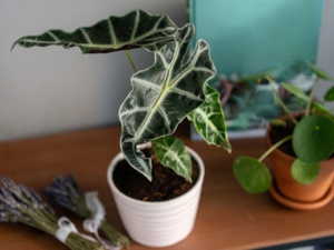 Ces 5 plantes d'intérieur sont toxiques pour vos chats Ces 5 plantes d'intérieur sont toxiques pour vos chats