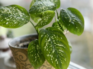 Ces 5 plantes d'intérieur sont toxiques pour vos chats Ces 5 plantes d'intérieur sont toxiques pour vos chats