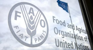 FAO : les prix des denrées alimentaires poursuivent leurs niveaux records FAO : les prix des denrées alimentaires poursuivent leurs niveaux records