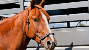 France : Pour faire face à la hausse des prix du carburant, cette femme va travailler à cheval France : Pour faire face à la hausse des prix du carburant, cette femme va travailler à cheval