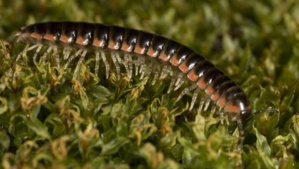 Fan de Taylor Swift, un chercheur donne son nom à un mille pattes Fan de Taylor Swift, un chercheur donne son nom à un mille pattes