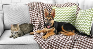 Comment nettoyer facilement les poils d'animaux sur le canapé ? Comment nettoyer facilement les poils d'animaux sur le canapé ?