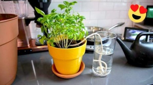 Astuces pour arroser les plantes pendant les vacances Astuces pour arroser les plantes pendant les vacances