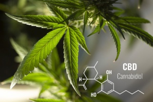 Consommer du CBD ou pas ? Consommer du CBD ou pas ?