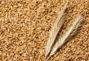 Pour une poignée de grains Pour une poignée de grains