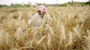 Restrictions : L'Inde, deuxième producteur mondial, interdit ses exportations de blé