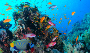 Gestion durable du patrimoine côtier & marin : La Banque mondiale y contribue à hauteur de 350 millions de dollars Gestion durable du patrimoine côtier & marin : La Banque mondiale y contribue à hauteur de 350 millions de dollars