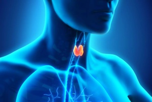 Une Thyroïde paresseuse : Quand cette glande fonctionne en deçà de ses moyens Une Thyroïde paresseuse : Quand cette glande fonctionne en deçà de ses moyens