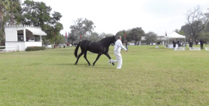 La SOREC lance "Alf Morakab" pour les propriétaires de chevaux La SOREC lance "Alf Morakab" pour les propriétaires de chevaux