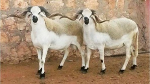 Aïd Al Idha : comment bien choisir son mouton Aïd Al Idha : comment bien choisir son mouton