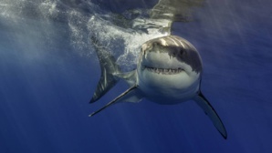 Égypte : deux femmes tuées par des requins en mer Rouge