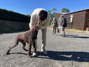 France : Un chien retrouve sa famille dix ans après avoir été volé France : Un chien retrouve sa famille dix ans après avoir été volé
