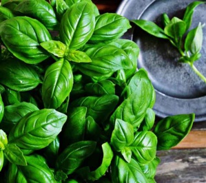 Basilic : Comment en prendre soin et l'empêcher de pourrir ? Basilic : Comment en prendre soin et l'empêcher de pourrir ?