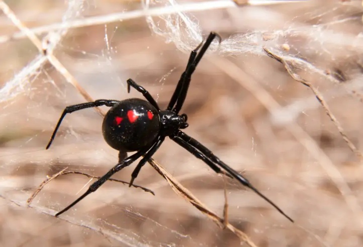 Les araignées les plus venimeuses du monde