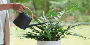 Arroser vos plantes mais pas le matin Arroser vos plantes mais pas le matin