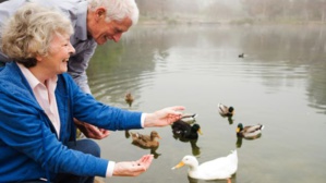 Ils risquent une amende de 245.000 euros pour... avoir nourri des canards Ils risquent une amende de 245.000 euros pour... avoir nourri des canards