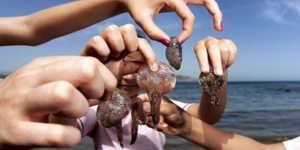 Une prolifération inquiétante de méduses au Nord du Royaume ! Une prolifération inquiétante de méduses au Nord du Royaume !