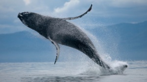 Inde : Des pêcheurs trouvent un bloc de vomi de baleine... estimé à 3,4 millions d’euros Inde : Des pêcheurs trouvent un bloc de vomi de baleine... estimé à 3,4 millions d’euros