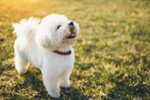 Japon : Face à la canicule, ces chiens portent un ventilateur portatif Japon : Face à la canicule, ces chiens portent un ventilateur portatif