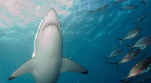 Chine : Une tiktokeuse risque dix ans de prison après avoir consommé du requin blanc