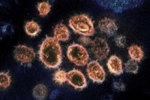 Un nouveau virus zoonotique détecté en Chine Un nouveau virus zoonotique détecté en Chine