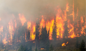 Quatre feux de forêt ravagent Ifrane, Taounate, Al Hoceïma et Chefchaouen Quatre feux de forêt ravagent Ifrane, Taounate, Al Hoceïma et Chefchaouen