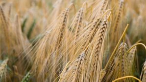 FAO : Le baromètre des prix mondiaux de denrées alimentaires fléchit pour le cinquième mois consécutif FAO : Le baromètre des prix mondiaux de denrées alimentaires fléchit pour le cinquième mois consécutif