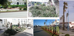 Qui pourrait expliquer à la maire de Casablanca que la ville a besoin d’arbres ? Qui pourrait expliquer à la maire de Casablanca que la ville a besoin d’arbres ?