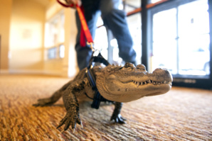 Etats-Unis : Une petite fille promène un alligator en laisse Etats-Unis : Une petite fille promène un alligator en laisse