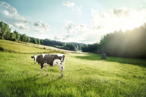 La Nouvelle-Zélande veut taxer... les pets de vaches La Nouvelle-Zélande veut taxer... les pets de vaches