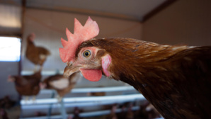 Une poule munie d’une caméra sème la panique sur une base militaire en Espagne Une poule munie d’une caméra sème la panique sur une base militaire en Espagne