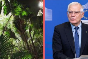 La jungle… de Monsieur Borrel La jungle… de Monsieur Borrel