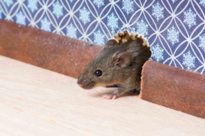 Débarrassez-vous des souris grâce à une astuce naturelle Débarrassez-vous des souris grâce à une astuce naturelle