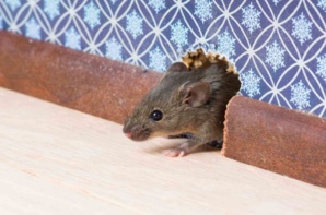 Débarrassez-vous des souris grâce à une astuce naturelle