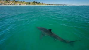 Australie : Un requin-tigre filmé à quelques mètres des baigneurs près d’une plage Australie : Un requin-tigre filmé à quelques mètres des baigneurs près d’une plage