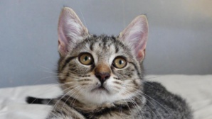 Cette compagnie aérienne offre des vols en échange de l’adoption d’un chaton Cette compagnie aérienne offre des vols en échange de l’adoption d’un chaton