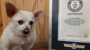 Le plus vieux chien du monde est un chihuahua de 23 ans Le plus vieux chien du monde est un chihuahua de 23 ans