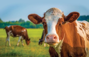 Bill Gates veut limiter l'impact des rots de vaches sur le changement climatique Bill Gates veut limiter l'impact des rots de vaches sur le changement climatique